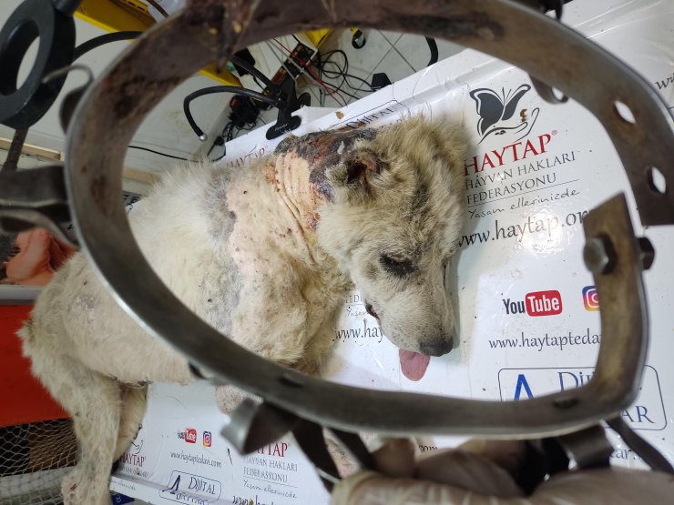 Köpeğe demir tasma ile 'işkence'