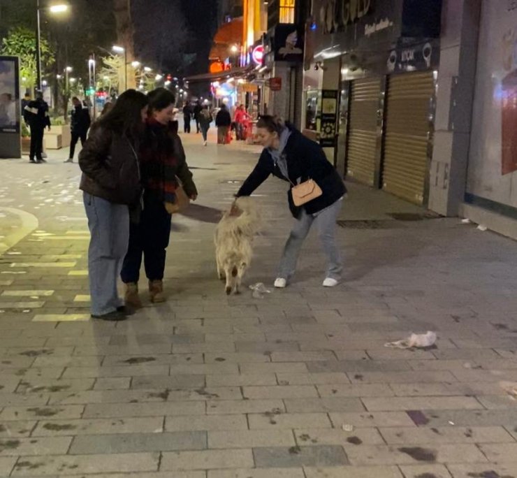 Teravih namazına gelen kişinin ayakkabısını köpek kaptı