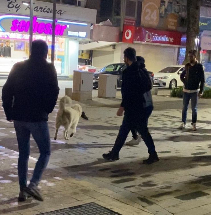 Teravih namazına gelen kişinin ayakkabısını köpek kaptı