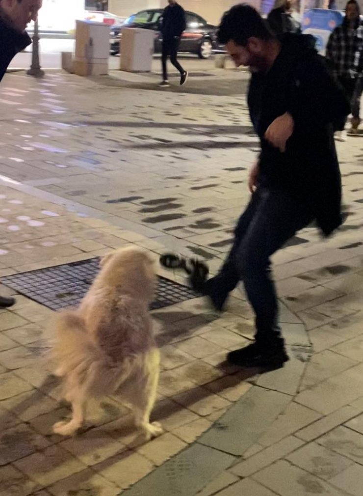Teravih namazına gelen kişinin ayakkabısını köpek kaptı
