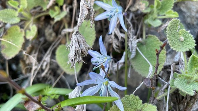 Korumaya alınan 'Mezopotamya sümbülü' görücüye çıkıyor