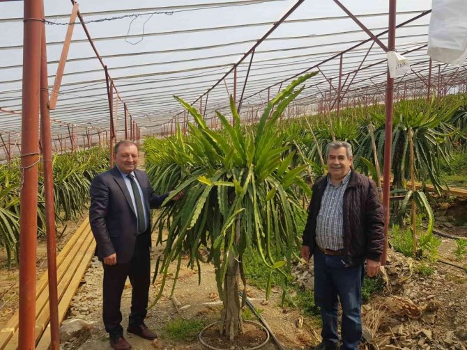 Alanya yenidünyasında ilk kez örtü altı hasat heyecanı yaşandı
