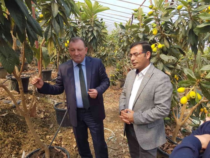 Alanya yenidünyasında ilk kez örtü altı hasat heyecanı yaşandı