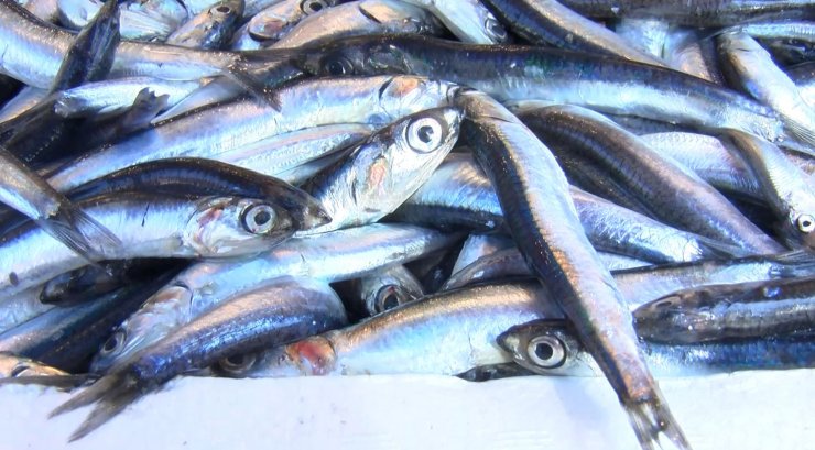 Balıkçılar: Mayın yüzünden 15 gün erken paydos ettik