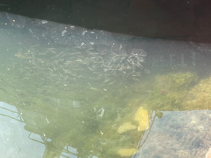 Balıkçılar: Mayın yüzünden 15 gün erken paydos ettik