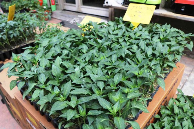 Balkonda bile yetişen sebze fidelerine ilgi arttı