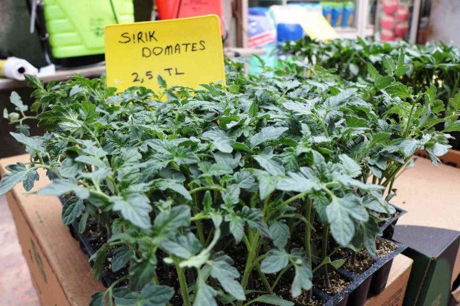 Balkonda bile yetişen sebze fidelerine ilgi arttı