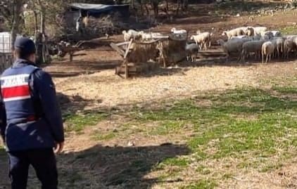 Balya’dan çalınan koyunlar Kepsut’ta ele geçirildi