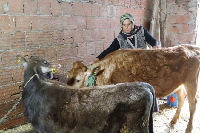 Başkan Deveci: “Amacımız tarım ve hayvancılığı desteklemek”