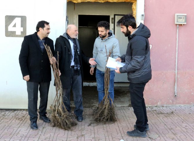 Çiftçilere yüzde 50 hibe ile ceviz fidanı dağıtımı