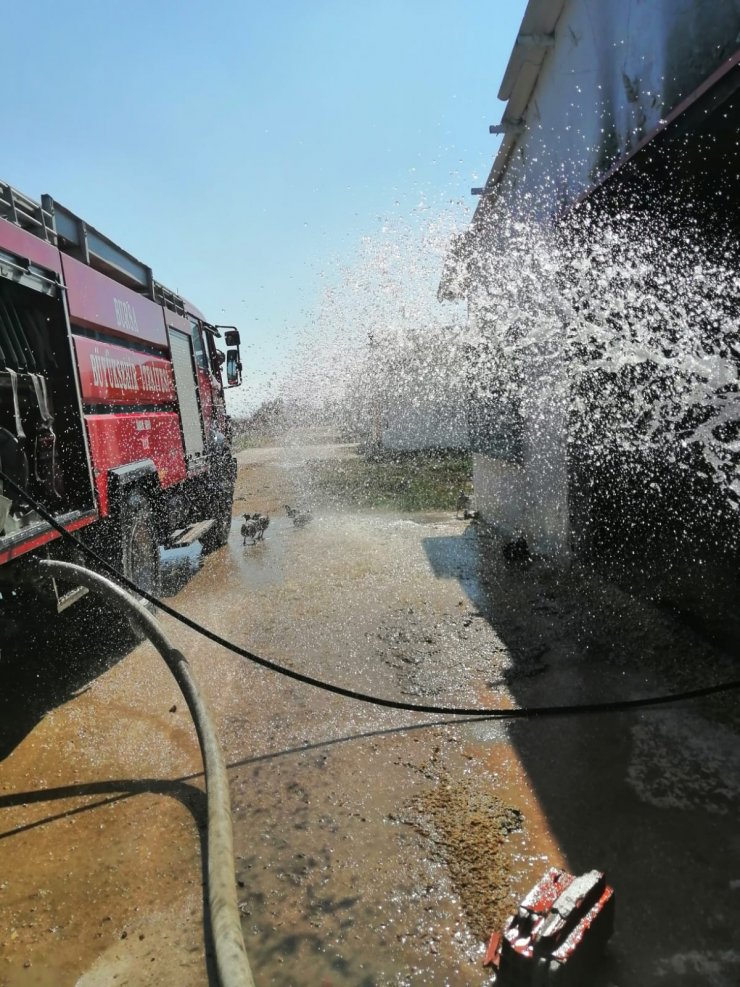 Çiftlikte yangın: 4 bin tavuk öldü