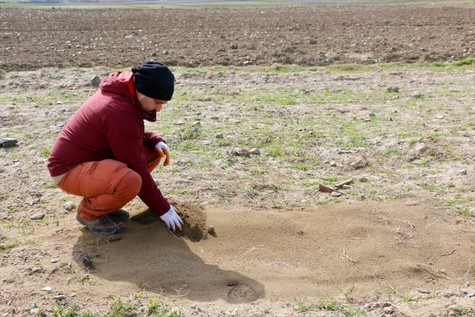 küçük akbabaların nesli tehlike altında