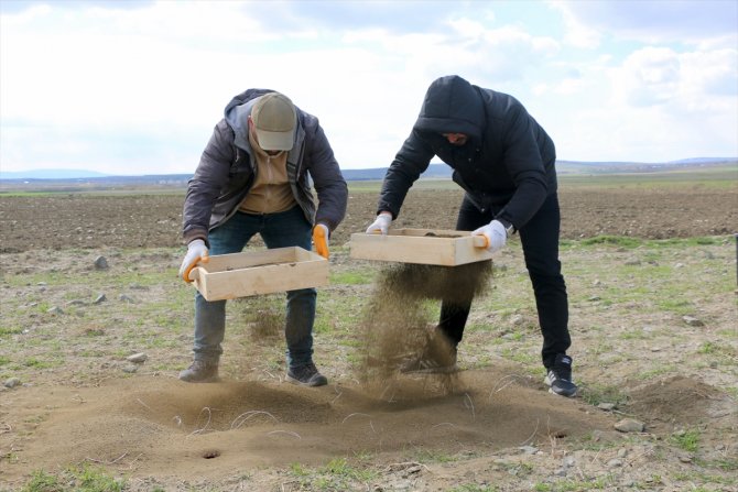 küçük akbabaların nesli tehlike altında
