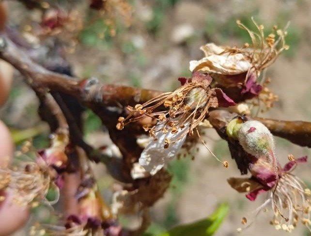 Kayısı bahçelerini don vurdu