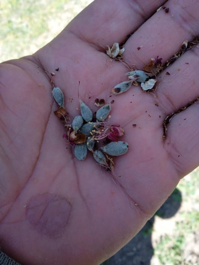 Kayısı bahçelerini don vurdu