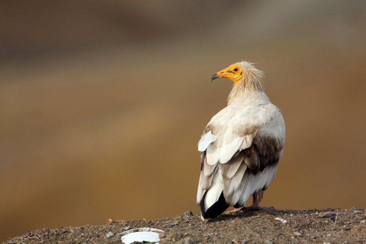 Nesli tehlikede olan küçük akbabalar, uydudan takip edilecek