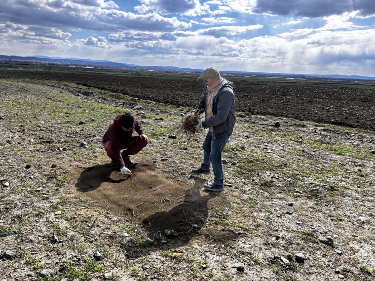 Nesli tehlikede olan küçük akbabalar, uydudan takip edilecek