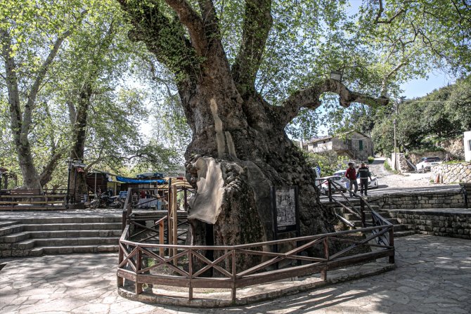 Tarihin canlı tanığı 2 bin yıllık "Musa Ağacı" özenle korunuyor