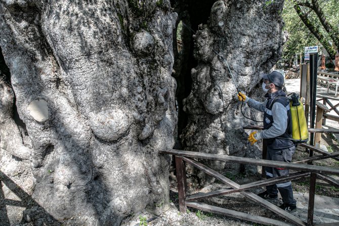 Tarihin canlı tanığı 2 bin yıllık "Musa Ağacı" özenle korunuyor