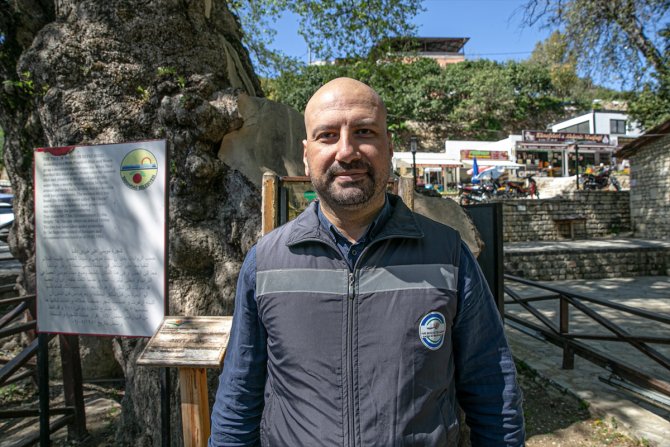 Tarihin canlı tanığı 2 bin yıllık "Musa Ağacı" özenle korunuyor