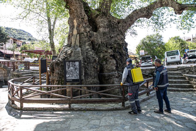 Tarihin canlı tanığı 2 bin yıllık "Musa Ağacı" özenle korunuyor