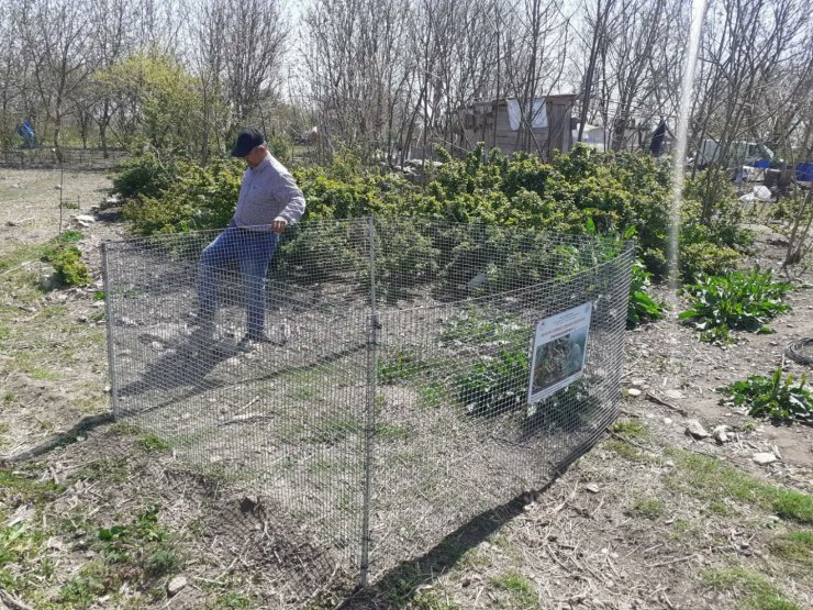 Bahçede bulunan kırmızı orman karıncası yuvası, korumaya alındı