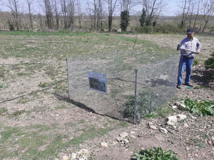 Bahçede bulunan kırmızı orman karıncası yuvası, korumaya alındı