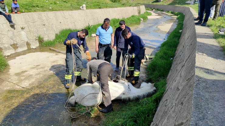 Dere yatağına düşen atının başından ayrılmadı