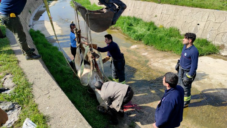 Dere yatağına düşen atının başından ayrılmadı