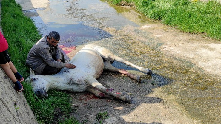 Dere yatağına düşen atının başından ayrılmadı