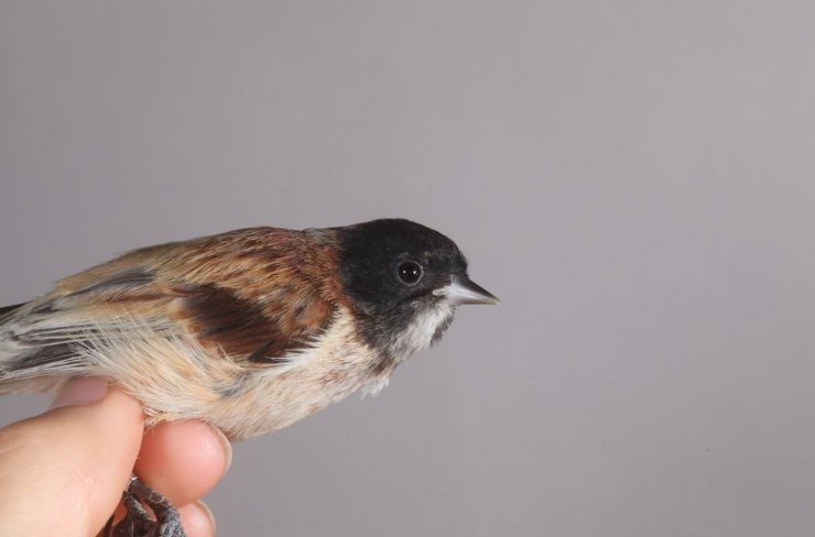 'Karabaşlı çulha' Türkiye'de ilk kez görüldü