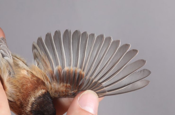 'Karabaşlı çulha' Türkiye'de ilk kez görüldü