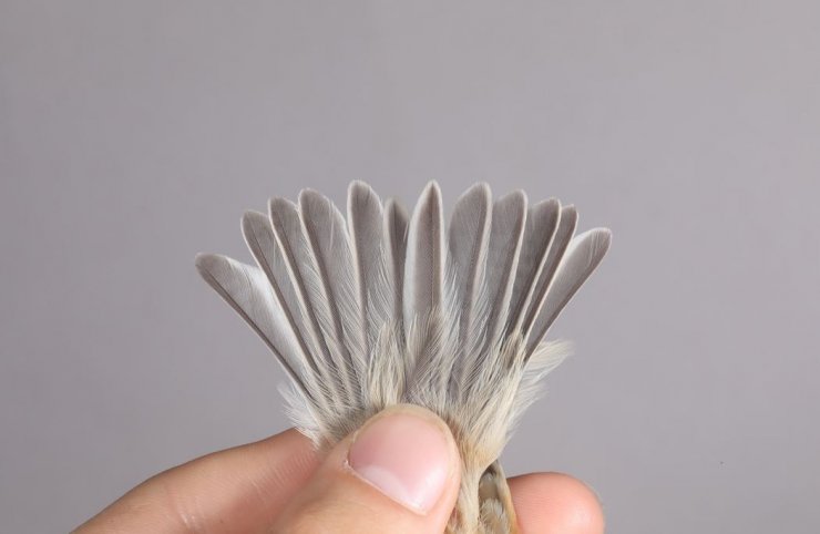 'Karabaşlı çulha' Türkiye'de ilk kez görüldü