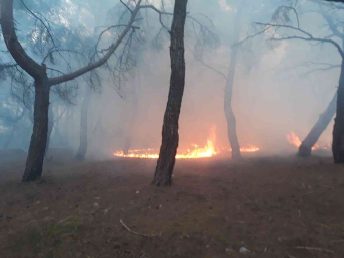 Orman yangını büyümeden söndürüldü