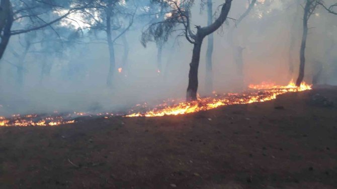 Orman yangını büyümeden söndürüldü