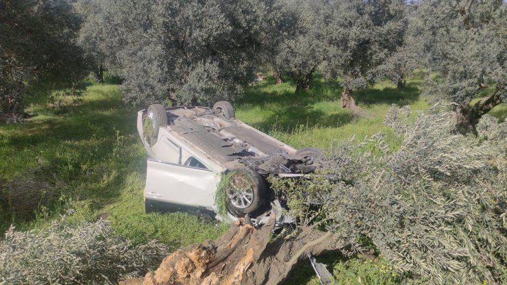 Otomobil zeytinliğe uçtu: 2 yaralı