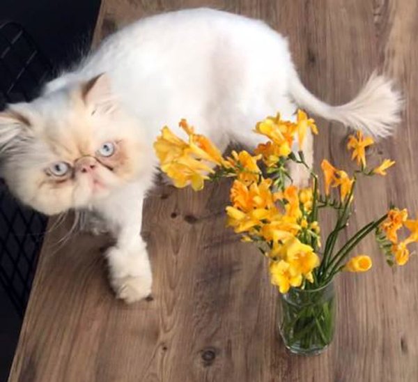 Yangında evi yanan Merve, gözyaşlarıyla kaybolan kedisini arıyor