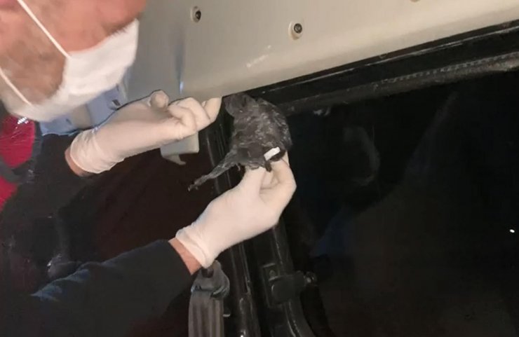 Aracın döşemesine gizlenen 60 gram metamfetamini 'Arya' buldu