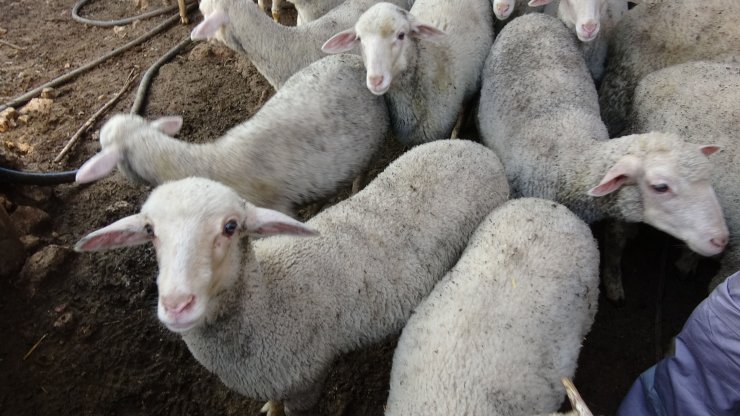 Çalınan koyunları kuzularıyla jandarma buluşturdu