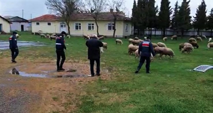Çalınan koyunları kuzularıyla jandarma buluşturdu