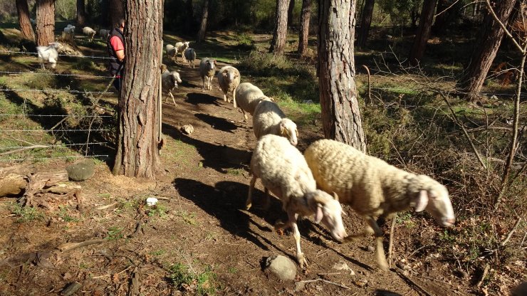 Çalınan koyunları kuzularıyla jandarma buluşturdu