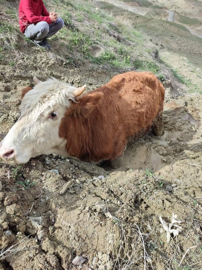 Çamura saplanan ineği vatandaşlar kurtardı