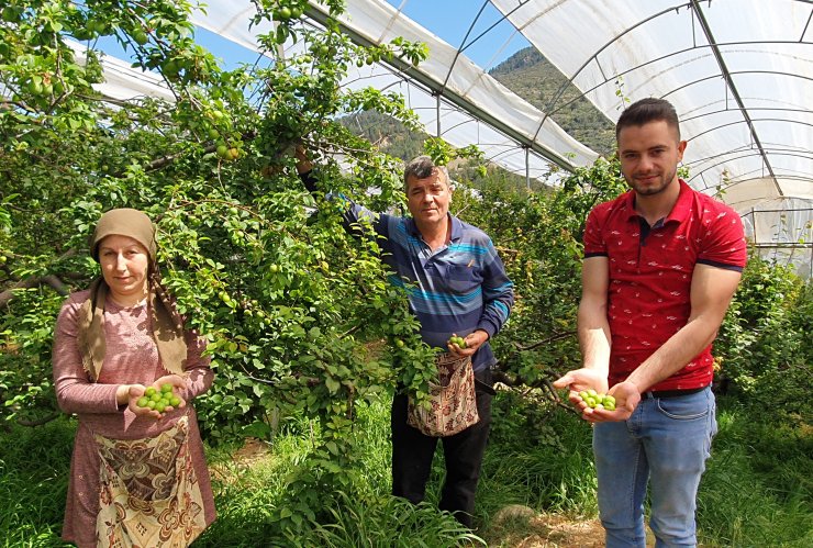 Erkenci eriğin kilosu 90 TL'ye düştü