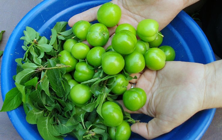 Erkenci eriğin kilosu 90 TL'ye düştü