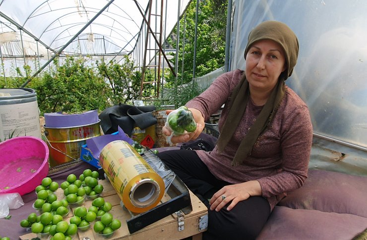 Erkenci eriğin kilosu 90 TL'ye düştü