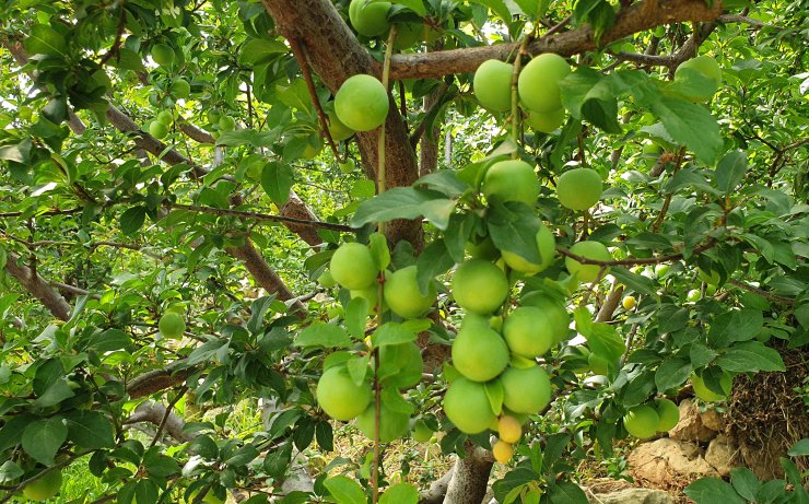 Erkenci eriğin kilosu 90 TL'ye düştü