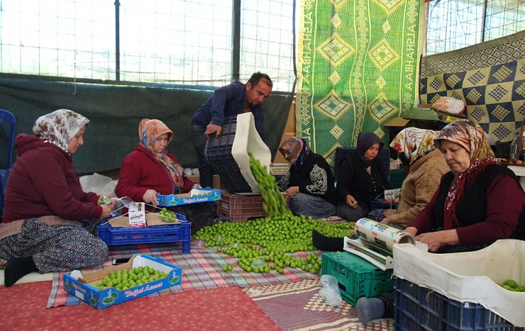 Erkenci eriğin kilosu 90 TL'ye düştü