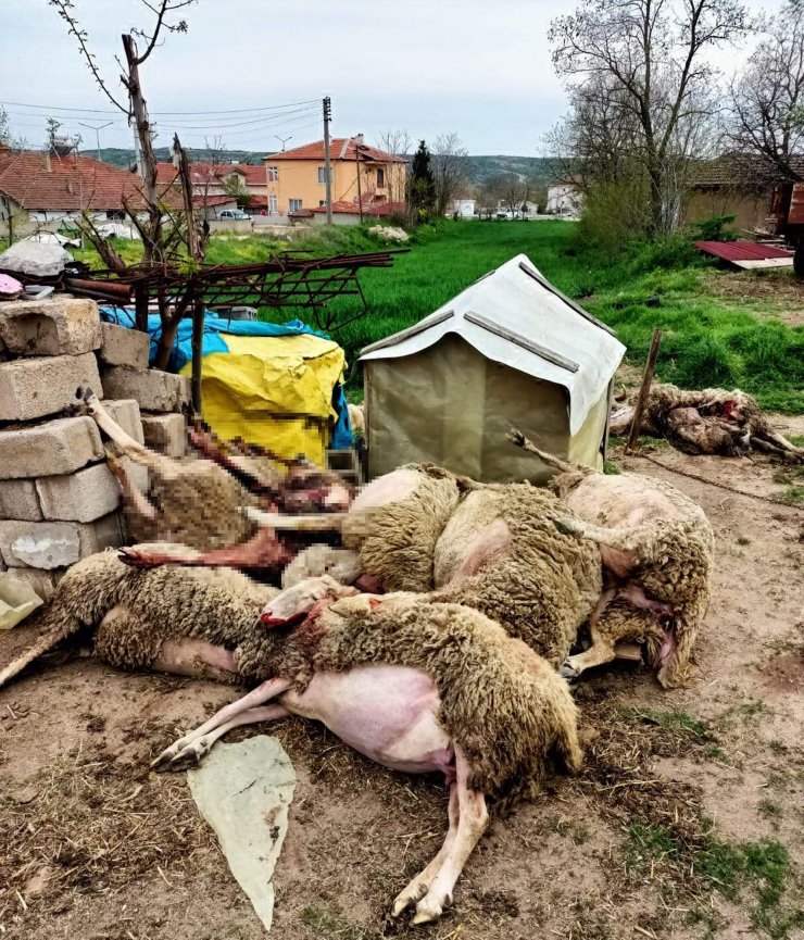 Kurtlar sürüyü telef etti