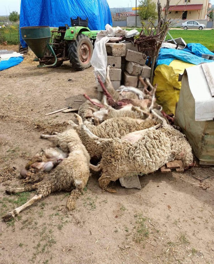 Kurtlar sürüyü telef etti