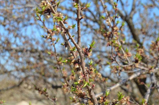 Malatya’da kayısıyı don vurdu